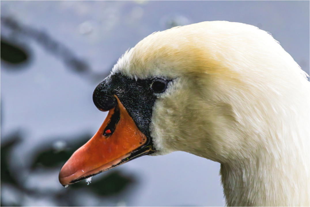 Main image Swan on a Quiet Afternoon