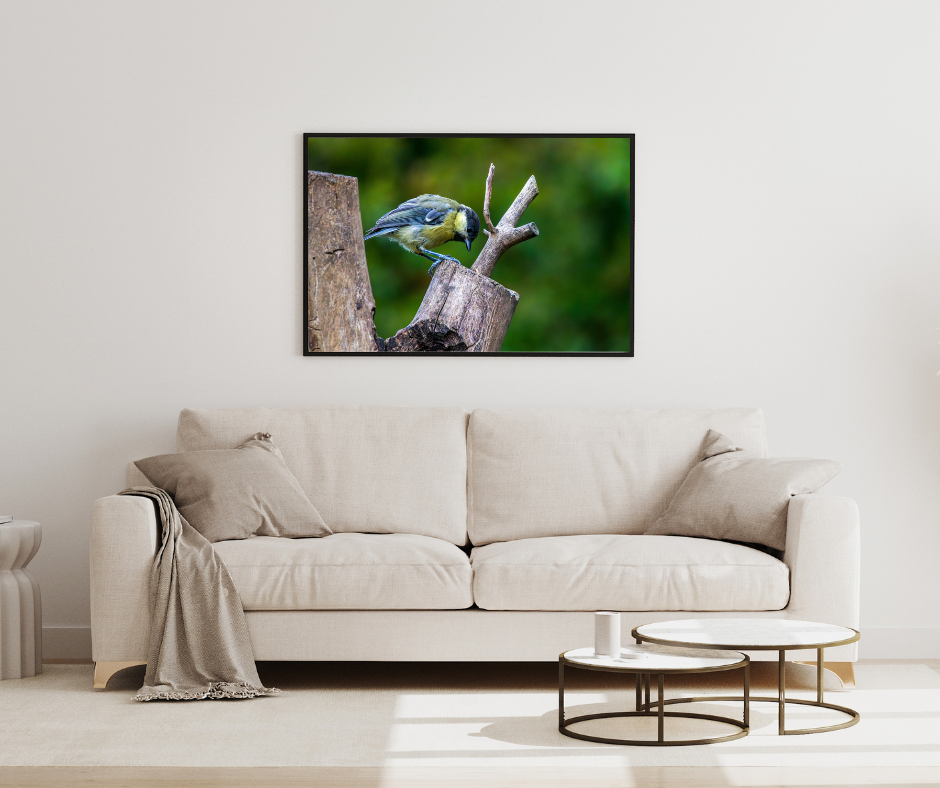 Great Tit Looking for Food