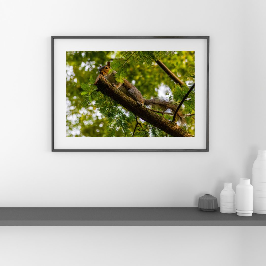 Curious Squirrel in a Tree