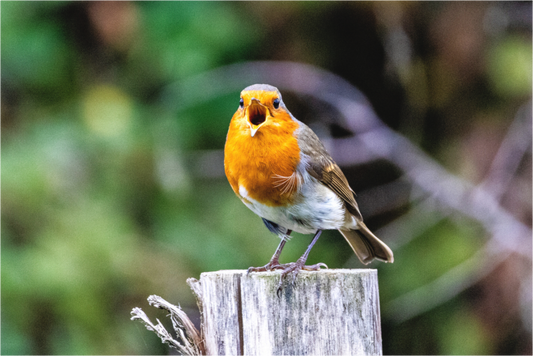 Robin Calling Nature Nerd Prints