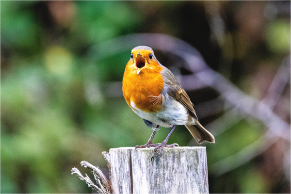 Main image Robin Calling for Attention