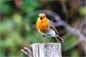 Main image Robin Calling for Attention