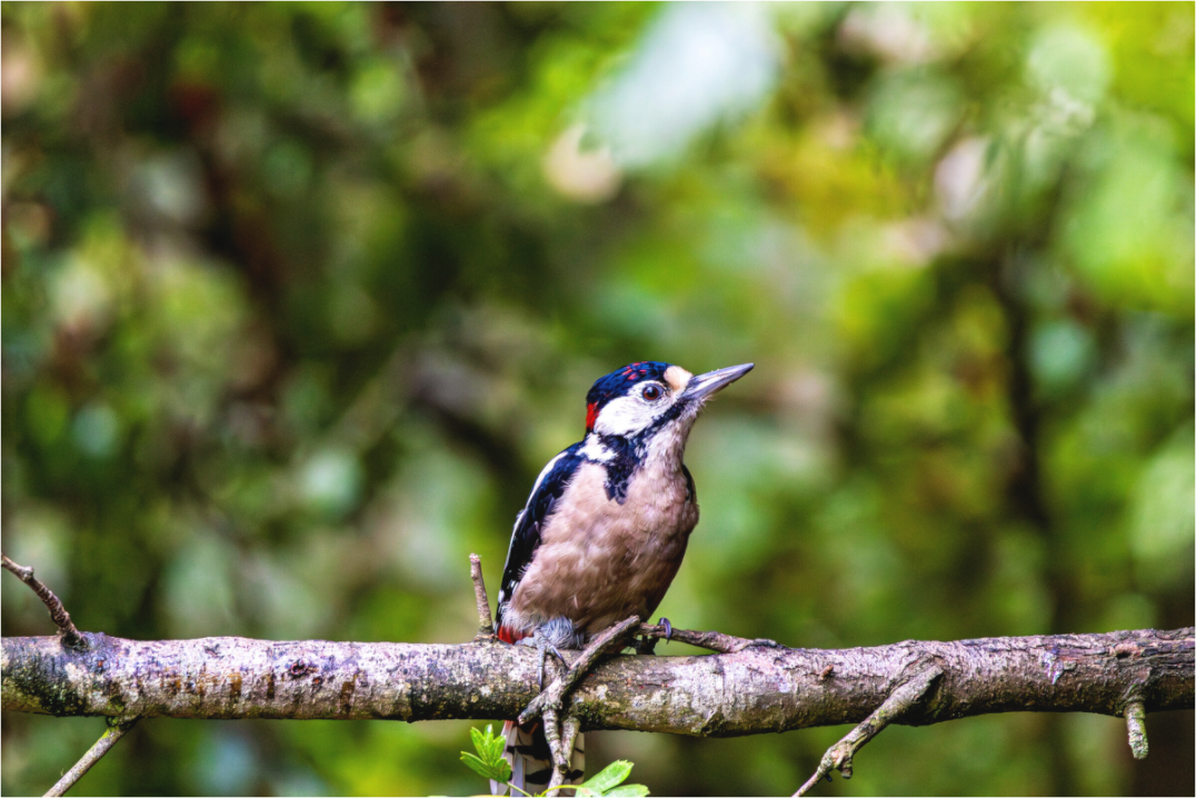 Main image Proud Greater Spotted Woodpecker in a Tree