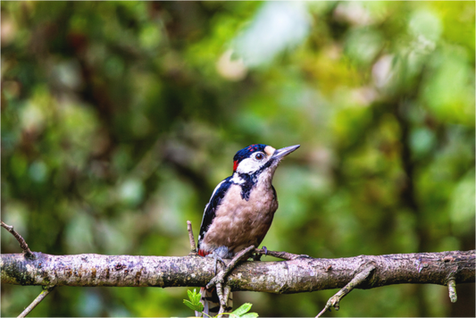 Main image Proud Greater Spotted Woodpecker in a Tree