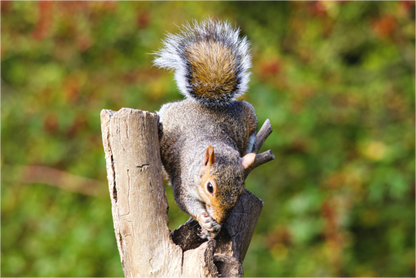 Main image Squirrel Searching for Food