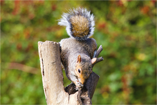 Main image Squirrel Searching for Food