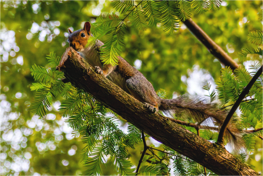 Squirrel on a branch with a blurred green background