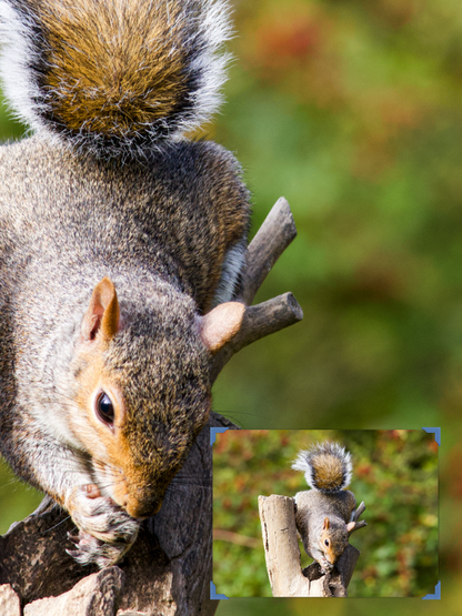 Squirrel on a branch with a blurred green background