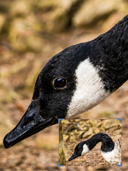 Canada Goose in Profile