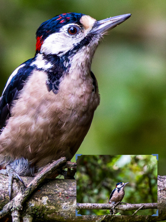 Woodpecker on a branch with a smaller inset showing the same bird from a different angle.