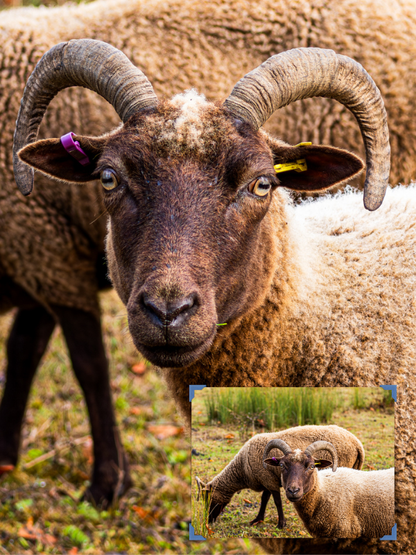 Close-up of a ram with large curved horns, with a smaller inset showing two rams in a field.