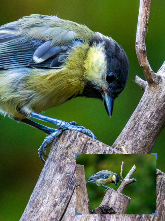 Great Tit Looking for Food