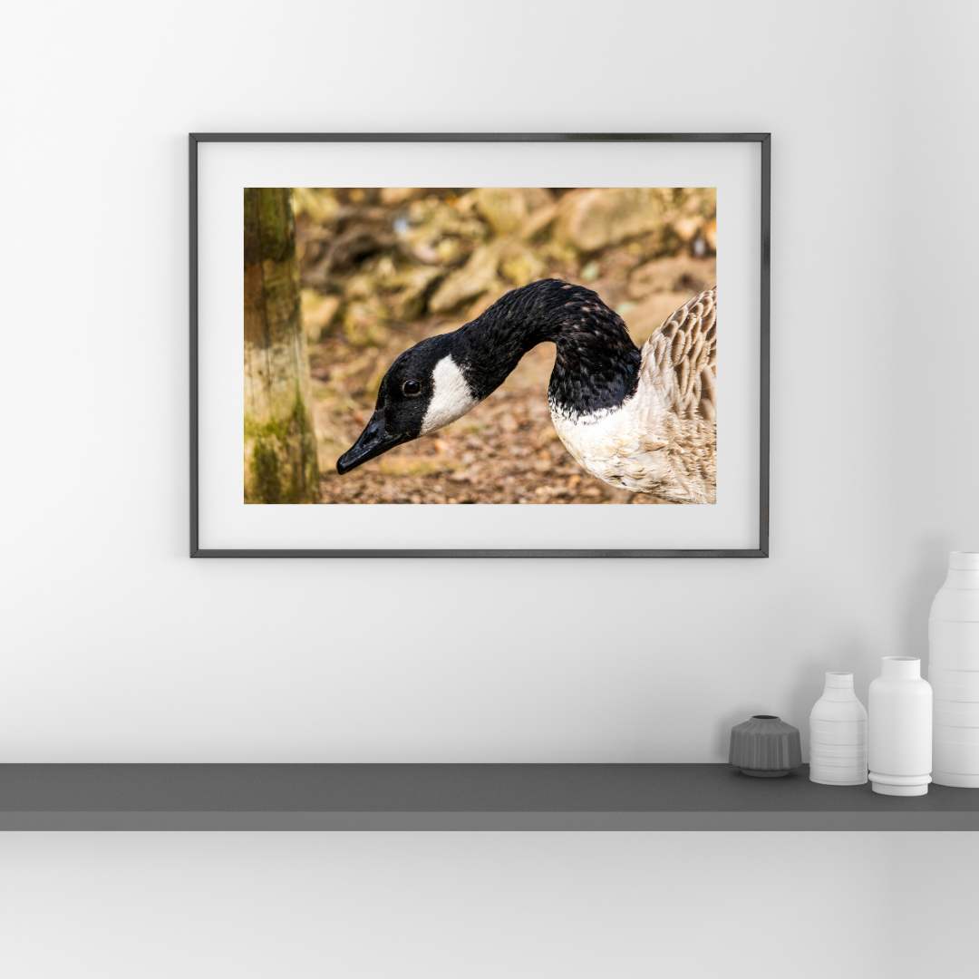 Canada Goose in Profile