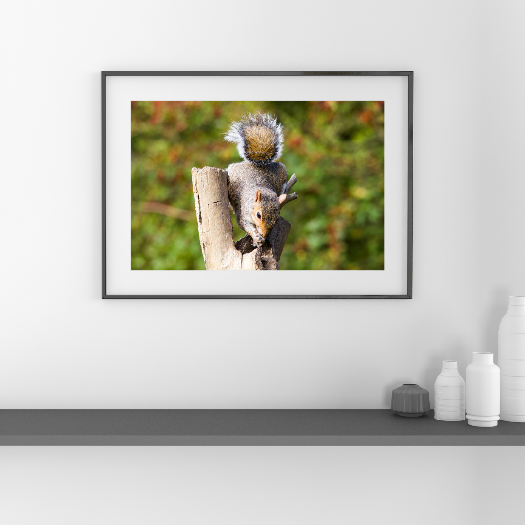 Framed photograph of a squirrel on a branch against a white wall.