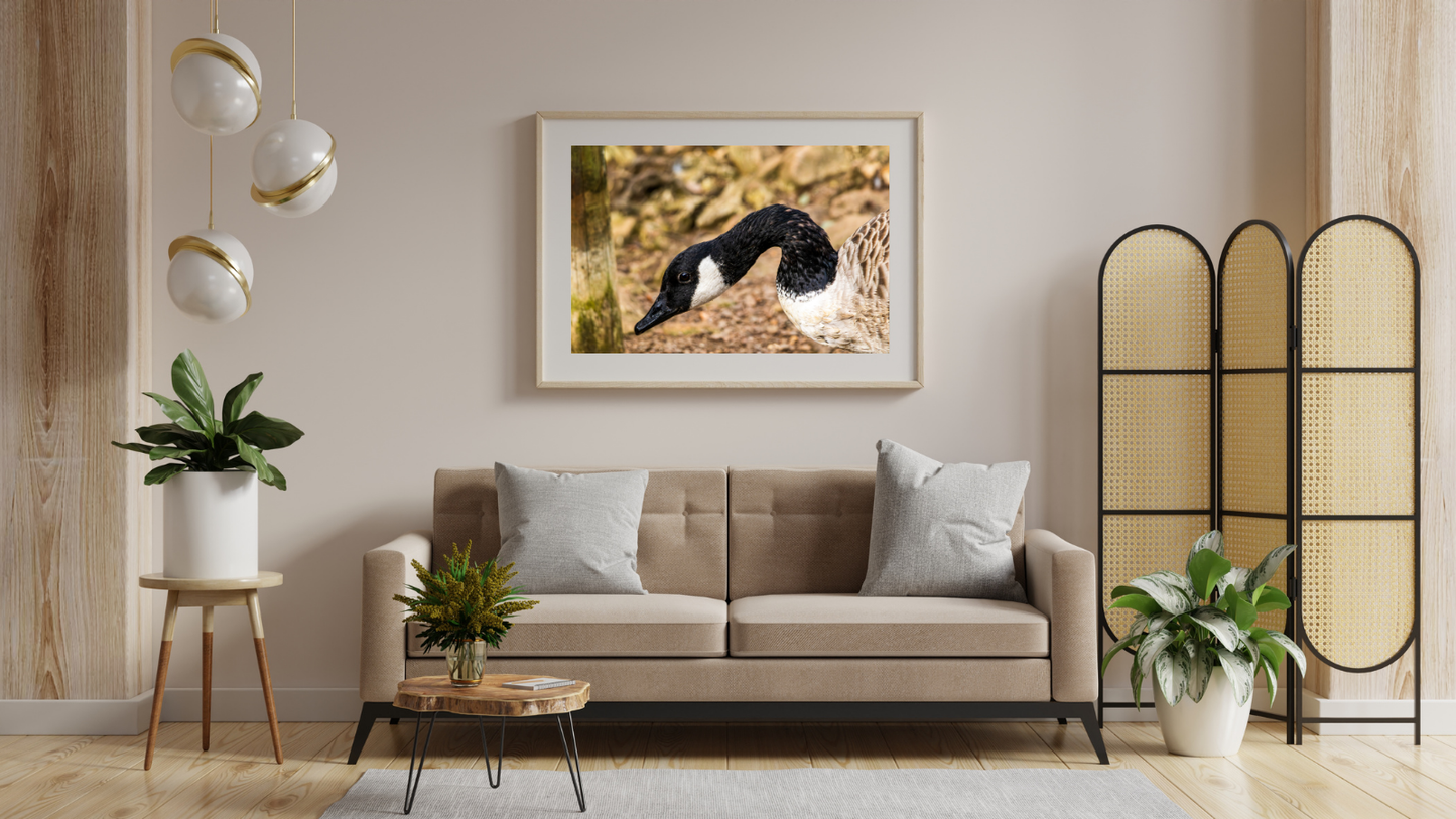 Canada Goose in Profile