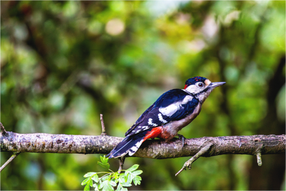 Main image Great Spotted Woodpecker in Profile