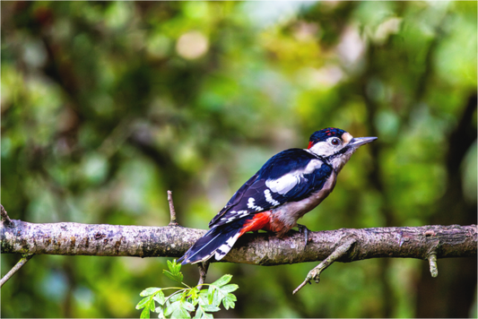 Main image Great Spotted Woodpecker in Profile