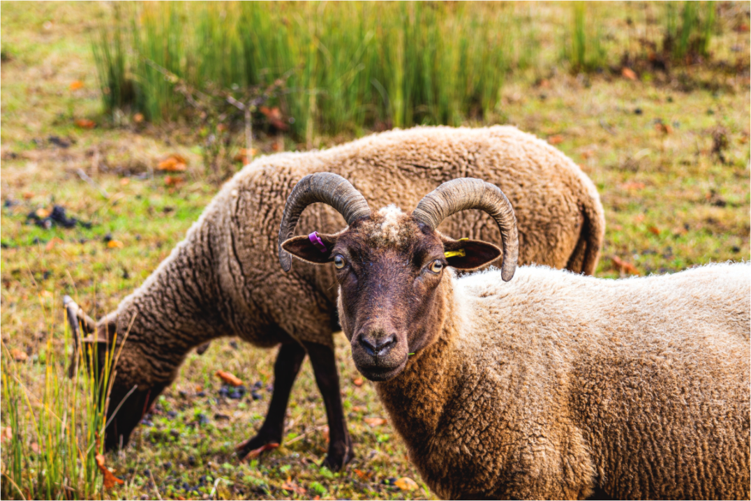 Main image Stare Off With a Sheep