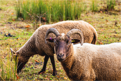 Main image Stare Off With a Sheep