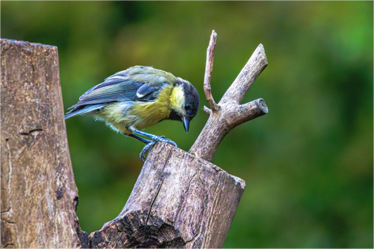 Main image Great Tit Looking for Food