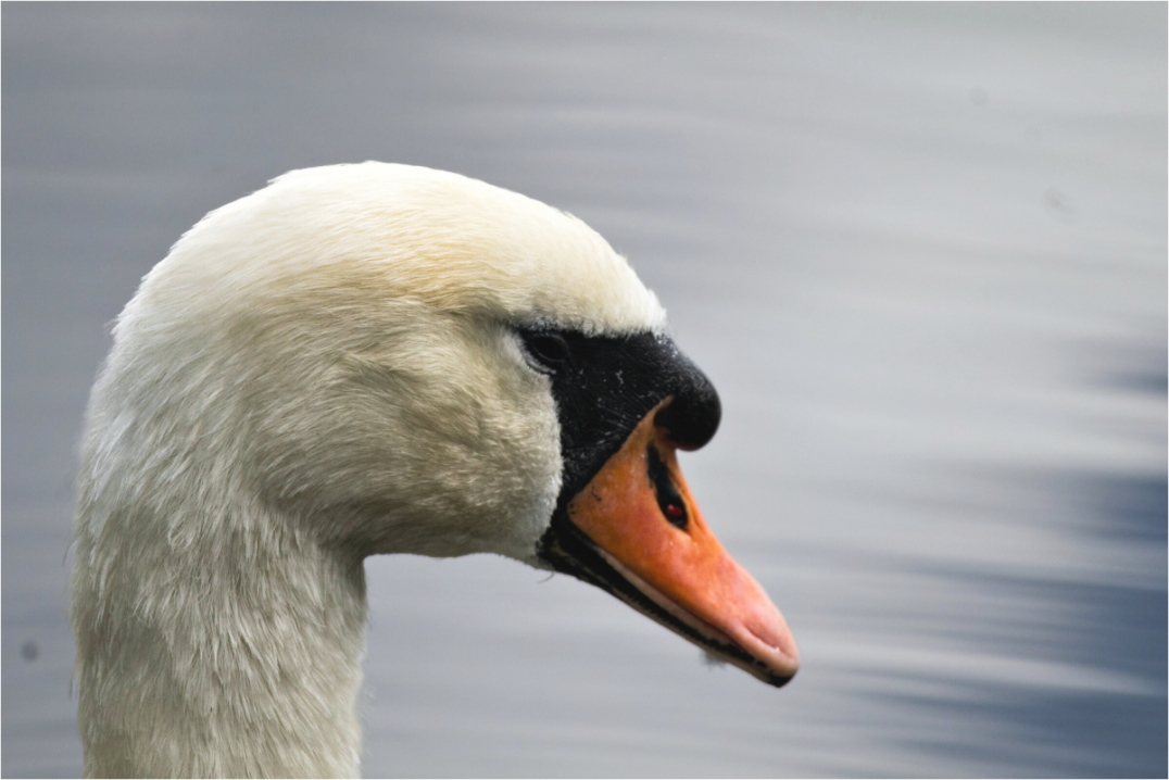Main image Swan Lost in Thought