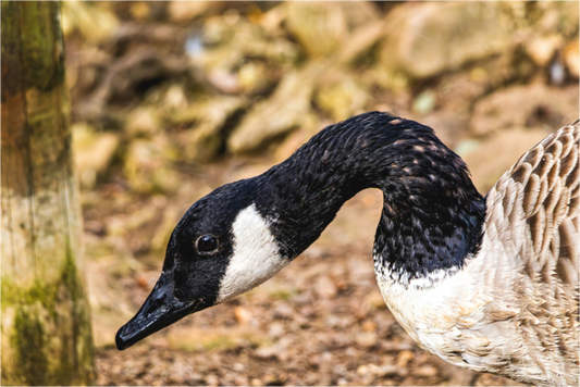 Main image Canada Goose in Profile